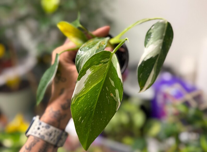 May include: A Philodendron White Wizard plant featuring elongated, pointed leaves with a variegated pattern of deep green and creamy white splashes. The plant is potted in a small black container, showcasing its distinct foliage and stems.