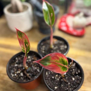 May include: Three small Aglaonema plants in black plastic pots, each featuring lance-shaped leaves with vibrant pink, red, and green variegated patterns. The plants have slender pink stems and are planted in dark, moist potting soil.