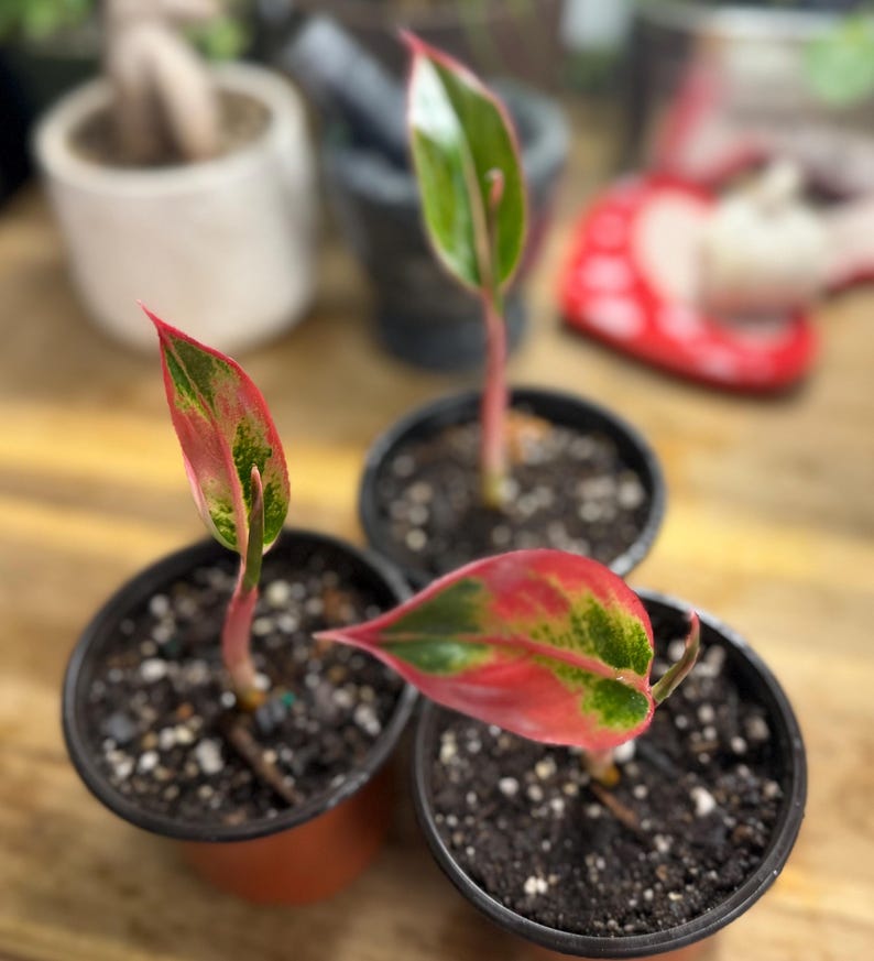 May include: Three small Aglaonema plants in black plastic pots, each featuring lance-shaped leaves with vibrant pink, red, and green variegated patterns. The plants have slender pink stems and are planted in dark, moist potting soil.