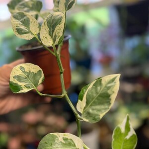 May include: A trailing houseplant with variegated heart-shaped leaves in shades of deep green and creamy white. The plant is potted in a small, round, brown plastic container with a visible rim, featuring a long, slender stem with multiple leaves.