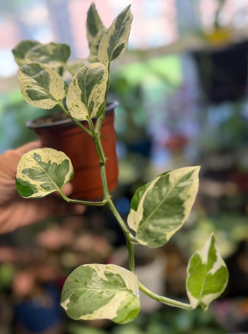 May include: A trailing houseplant with variegated heart-shaped leaves in shades of deep green and creamy white. The plant is potted in a small, round, brown plastic container with a visible rim, featuring a long, slender stem with multiple leaves.