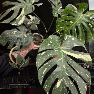 May include: A Monstera Thai Constellation plant featuring large, heart-shaped, fenestrated leaves with a distinct cream and yellow speckled variegation pattern. The plant is potted in a white container and displays multiple stems with deep green foliage.