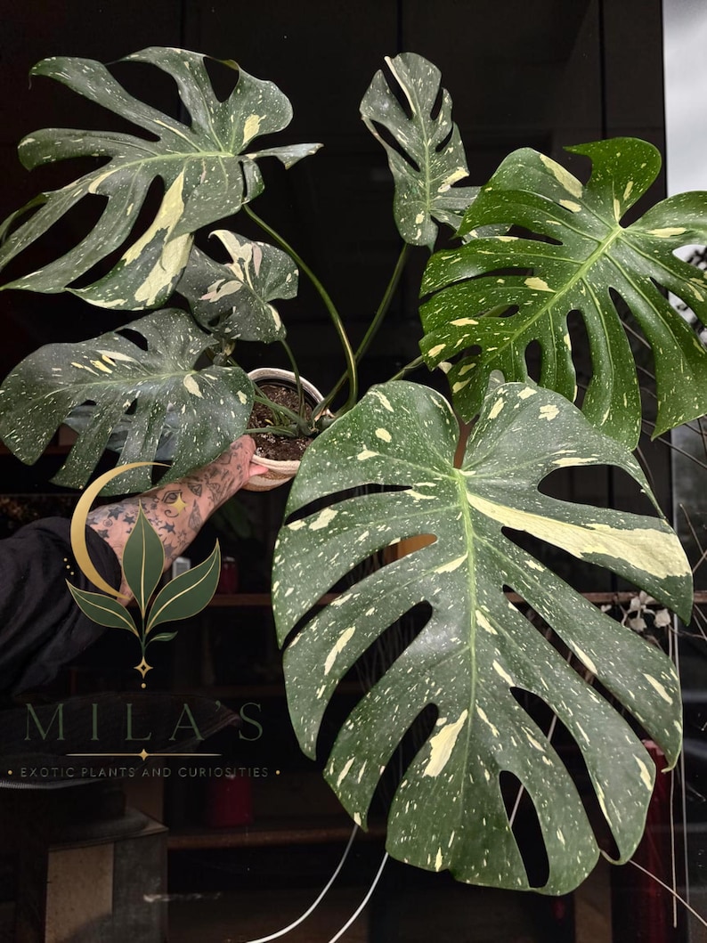 May include: A Monstera Thai Constellation plant featuring large, heart-shaped, fenestrated leaves with a distinct cream and yellow speckled variegation pattern. The plant is potted in a white container and displays multiple stems with deep green foliage.