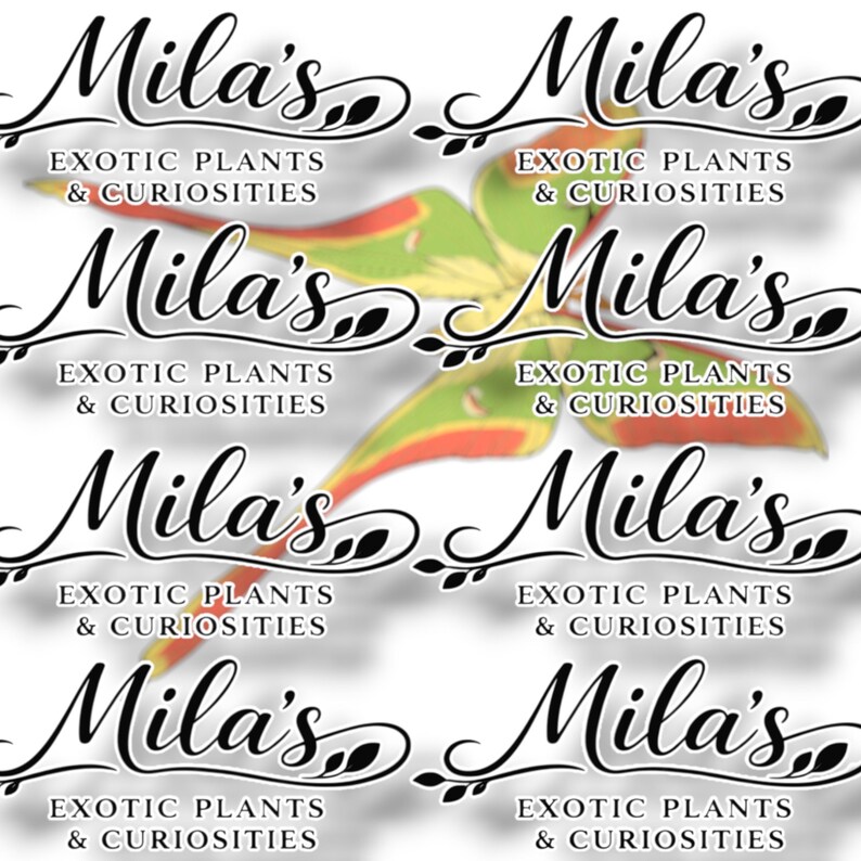 May include: A repeating pattern of the "Mila's Exotic Plants & Curiosities" logo. The logo features elegant script text with decorative flourishes and the image of a green, red, and yellow moth.