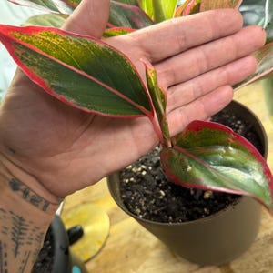 May include: An Aglaonema plant featuring pointed, lance-shaped leaves with deep green centers, speckled yellow-green variegation, and vibrant pink margins. The plant is potted in a dark brown container filled with dark, moist potting soil.
