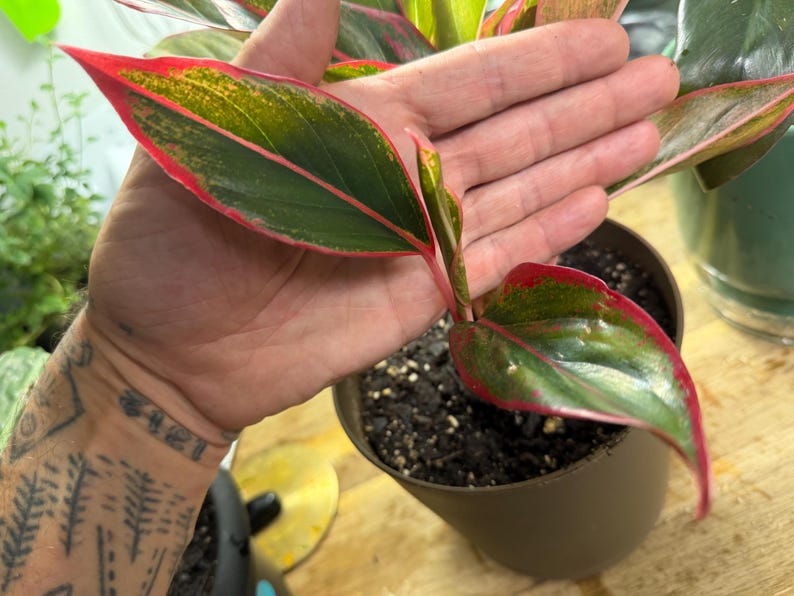 May include: An Aglaonema plant featuring pointed, lance-shaped leaves with deep green centers, speckled yellow-green variegation, and vibrant pink margins. The plant is potted in a dark brown container filled with dark, moist potting soil.