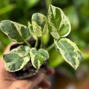 May include: A small potted plant featuring variegated leaves with a mix of deep green and creamy white patterns. The plant has several pointed, heart-shaped leaves growing from a central stem, housed in a dark plastic nursery container.