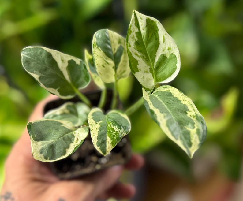 May include: A small potted plant featuring variegated leaves with a mix of deep green and creamy white patterns. The plant has several pointed, heart-shaped leaves growing from a central stem, housed in a dark plastic nursery container.