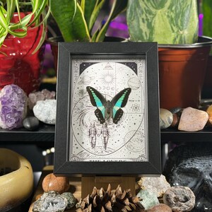 Puede incluir: Una obra de arte enmarcada con una mariposa de alas turquesas y negras, montada sobre una ilustraci&oacute;n en blanco y negro de dos figuras y elementos celestiales. El marco es negro. La obra se exhibe en una estanter&iacute;a con cristales y plantas.
