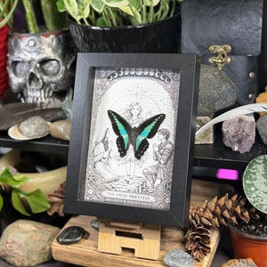 May include: A framed black and white illustration featuring a butterfly with teal and black wings. The artwork is labeled "The High Priestess" and is displayed on a wooden easel. The image is surrounded by plants, stones, and decorative items.