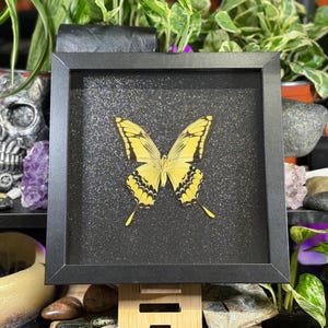 May include: A framed butterfly specimen in a black frame. The butterfly has yellow wings with black patterns, set against a glittery black background. The frame is displayed on a wooden stand, surrounded by plants and decorative items.