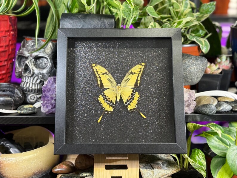 May include: A framed butterfly specimen in a black frame. The butterfly has yellow wings with black patterns, set against a glittery black background. The frame is displayed on a wooden stand, surrounded by plants and decorative items.