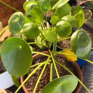 May include: A Pilea peperomioides plant with numerous round, smooth, glossy green leaves attached to thin stems. The plant is potted in a brown container filled with dark soil, with a thin green support stake visible among the foliage.