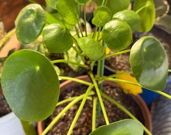 Friendship Plant Pilea Peperomioides, Round-Leaf Chinese Money Plant