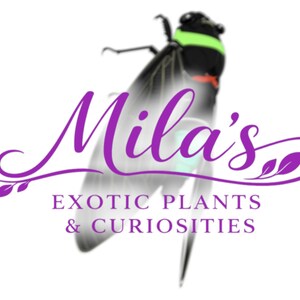 Pode incluir: Um logotipo para "Mila's Exotic Plants & Curiosities" apresenta um inseto estilizado com cabe&ccedil;a verde e vermelha, e o nome em roxo. O texto "EXOTIC PLANTS & CURIOSITIES" est&aacute; abaixo.