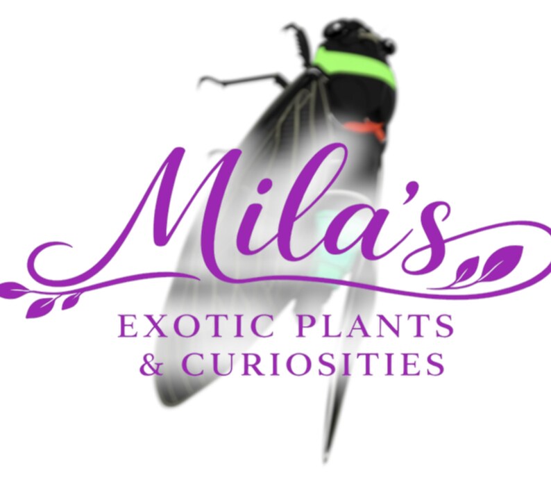 Pode incluir: Um logotipo para "Mila's Exotic Plants & Curiosities" apresenta um inseto estilizado com cabe&ccedil;a verde e vermelha, e o nome em roxo. O texto "EXOTIC PLANTS & CURIOSITIES" est&aacute; abaixo.