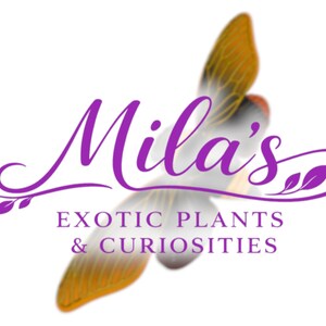 Pode incluir: O logotipo de "Mila's Exotic Plants & Curiosities" apresenta uma elegante escrita roxa sobre um fundo abstrato desfocado com tons de laranja e branco. O texto &eacute; acompanhado por elementos florais decorativos.