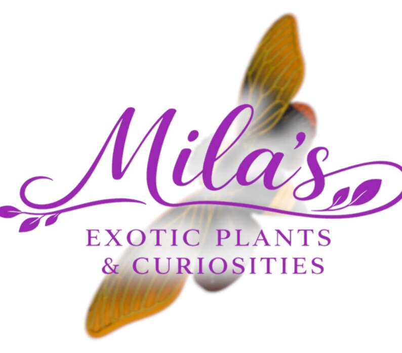 Pode incluir: O logotipo de "Mila's Exotic Plants & Curiosities" apresenta uma elegante escrita roxa sobre um fundo abstrato desfocado com tons de laranja e branco. O texto &eacute; acompanhado por elementos florais decorativos.
