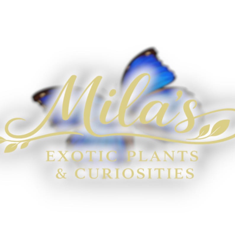 May include: A logo featuring the name "Mila's" in elegant gold script, with a blurred blue butterfly in the background. The text "EXOTIC PLANTS & CURIOSITIES" is below the name in gold.