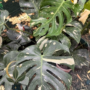 May include: A variegated Monstera plant featuring large, heart-shaped green leaves with distinct cream and white speckled patterns. The foliage displays natural fenestrations and deep lobes, showcasing a high-contrast color palette throughout.
