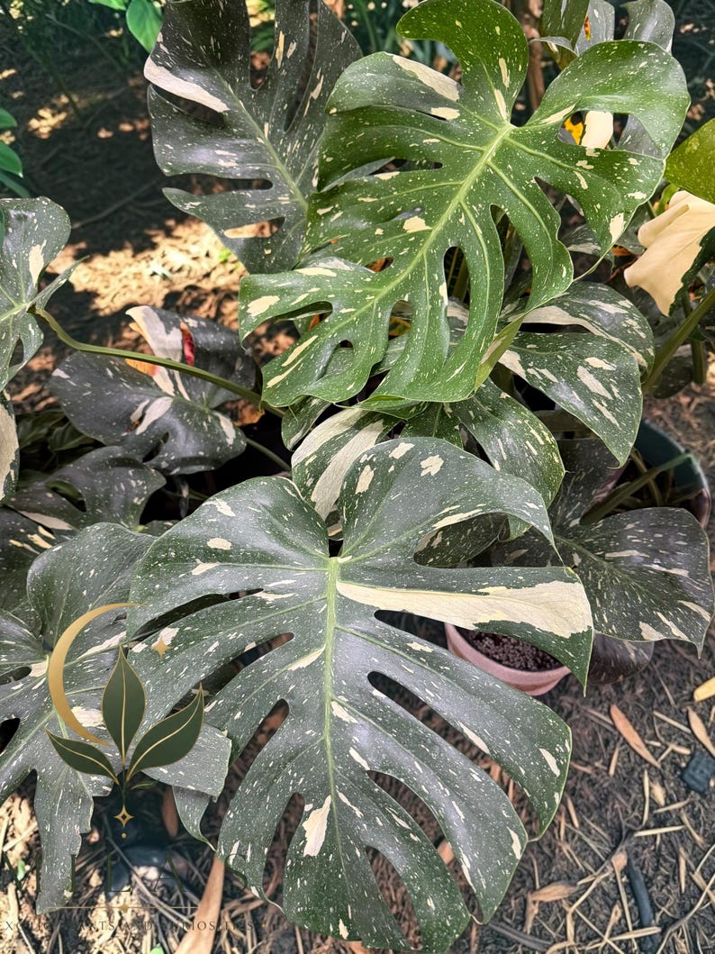 May include: A variegated Monstera plant featuring large, heart-shaped green leaves with distinct cream and white speckled patterns. The foliage displays natural fenestrations and deep lobes, showcasing a high-contrast color palette throughout.