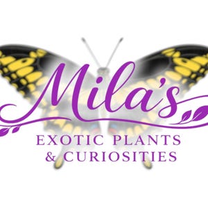 May include: A logo with the name "Mila's" in purple script, and the words "EXOTIC PLANTS & CURIOSITIES" below. The background is a blurred butterfly with yellow and black wings.