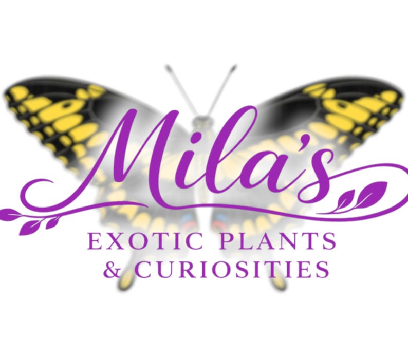 May include: A logo with the name "Mila's" in purple script, and the words "EXOTIC PLANTS & CURIOSITIES" below. The background is a blurred butterfly with yellow and black wings.