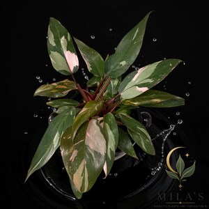 May include: A Philodendron Pink Princess plant with variegated leaves featuring shades of dark green, light green, and soft pink. The plant has reddish-brown stems and is surrounded by scattered water droplets against a black background.