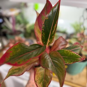 May include: A houseplant with pointed, lance-shaped leaves featuring a variegated pattern of deep forest green, bright lime green, and vibrant pink edges. The foliage is glossy and arranged in a cluster, with prominent pink stems visible at the base.