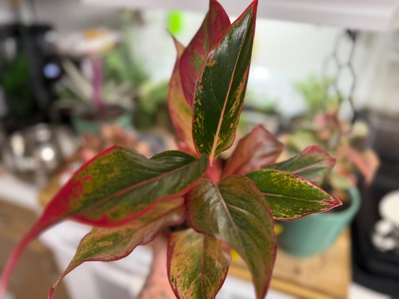 May include: A houseplant with pointed, lance-shaped leaves featuring a variegated pattern of deep forest green, bright lime green, and vibrant pink edges. The foliage is glossy and arranged in a cluster, with prominent pink stems visible at the base.