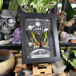 Madagascan Sunset Moth “Chaos” Dorsal Framed Specimen Art | Chrysiridia rhipheus Gothic Rainbow Decor image 7