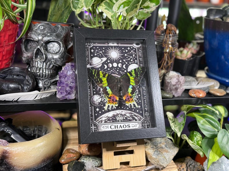Madagascan Sunset Moth “Chaos” Dorsal Framed Specimen Art | Chrysiridia rhipheus Gothic Rainbow Decor image 7