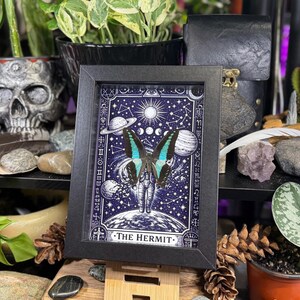 Blue Bottleneck “The Hermit Celestial Wanderer” Framed Specimen Art | Graphium sarpedon Tarot Decor bild 7