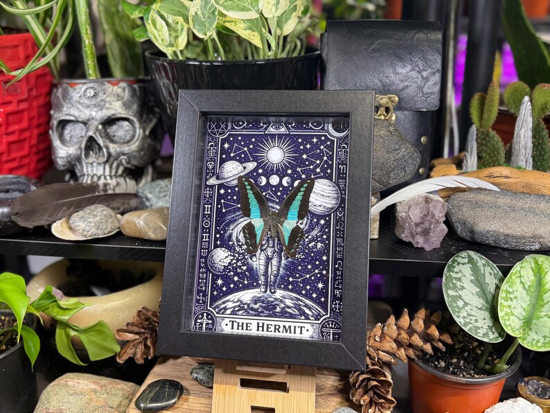 Blue Bottleneck “The Hermit Celestial Wanderer” Framed Specimen Art | Graphium sarpedon Tarot Decor bild 7