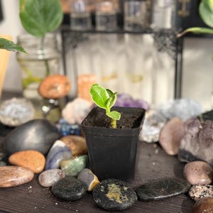 Pode incluir: Uma pequena planta verde com folhas variegadas crescendo num vaso de pl&aacute;stico preto quadrado. A planta est&aacute; rodeada por v&aacute;rias pedras de rio lisas e aglomerados de cristais brutos, com frascos de vidro com &aacute;gua vis&iacute;veis ao fundo.
