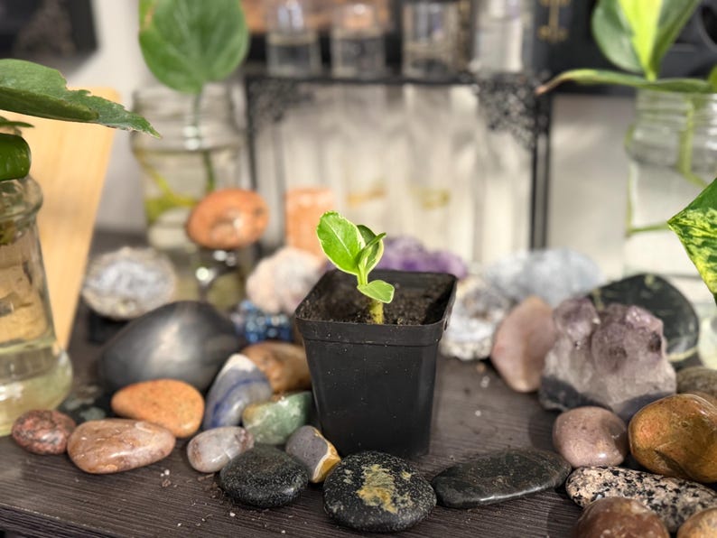 Pode incluir: Uma pequena planta verde com folhas variegadas crescendo num vaso de pl&aacute;stico preto quadrado. A planta est&aacute; rodeada por v&aacute;rias pedras de rio lisas e aglomerados de cristais brutos, com frascos de vidro com &aacute;gua vis&iacute;veis ao fundo.
