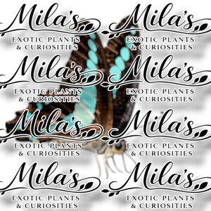 Blå flaskhalsfjäril PNG-paket | 13 Graphium sarpedon 300 DPI digitala clipartfiler bild 7