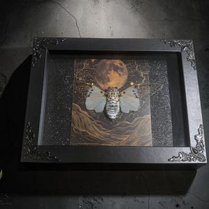 White Ghost Cicada Framed Art, Full Moon Shadow Box, Ornate Gothic Decor, 5x7 image 5