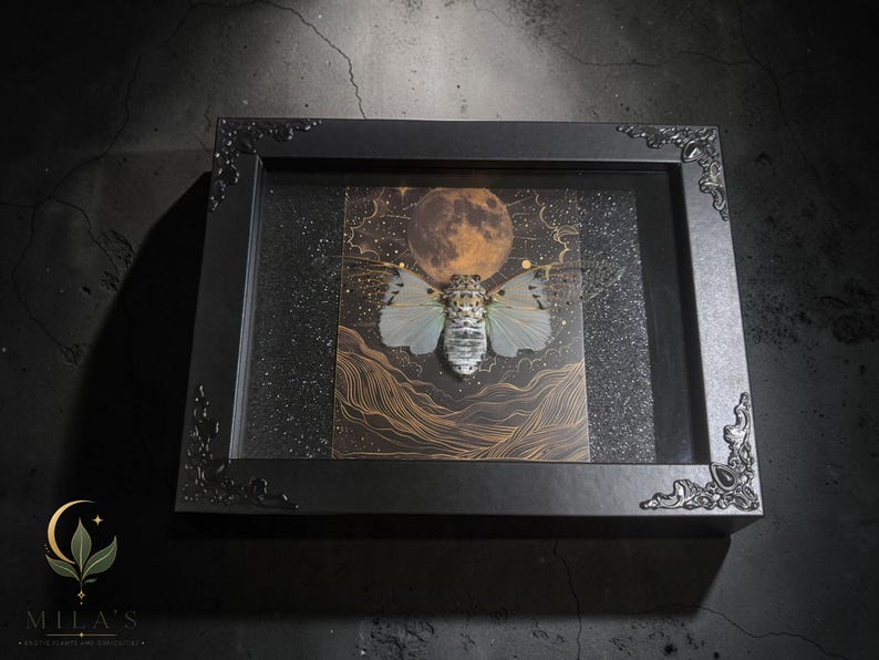 White Ghost Cicada Framed Art, Full Moon Shadow Box, Ornate Gothic Decor, 5x7 image 5