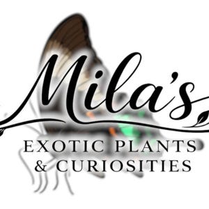 以下が含まれることがあります： Mila's Exotic Plants & Curiositiesのロゴ。ロゴは、エレガントな筆記体で「Mila's」という名前、蝶のデザイン、そして下に「EXOTIC PLANTS & CURIOSITIES」というテキストを特徴としています。デザインは白黒です。