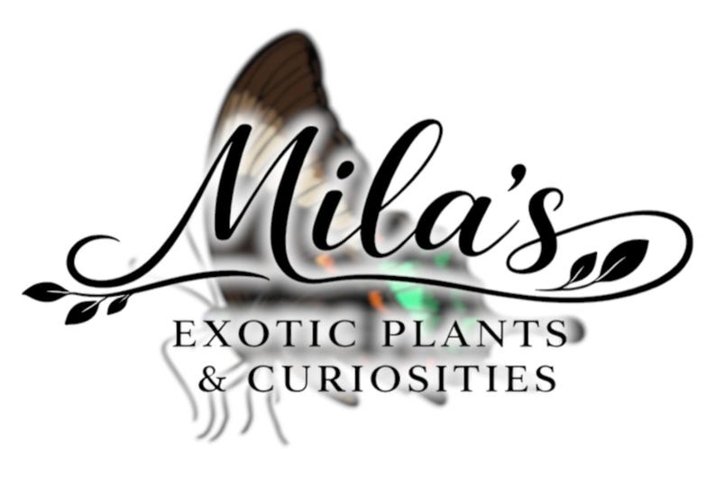 以下が含まれることがあります： Mila's Exotic Plants & Curiositiesのロゴ。ロゴは、エレガントな筆記体で「Mila's」という名前、蝶のデザイン、そして下に「EXOTIC PLANTS & CURIOSITIES」というテキストを特徴としています。デザインは白黒です。