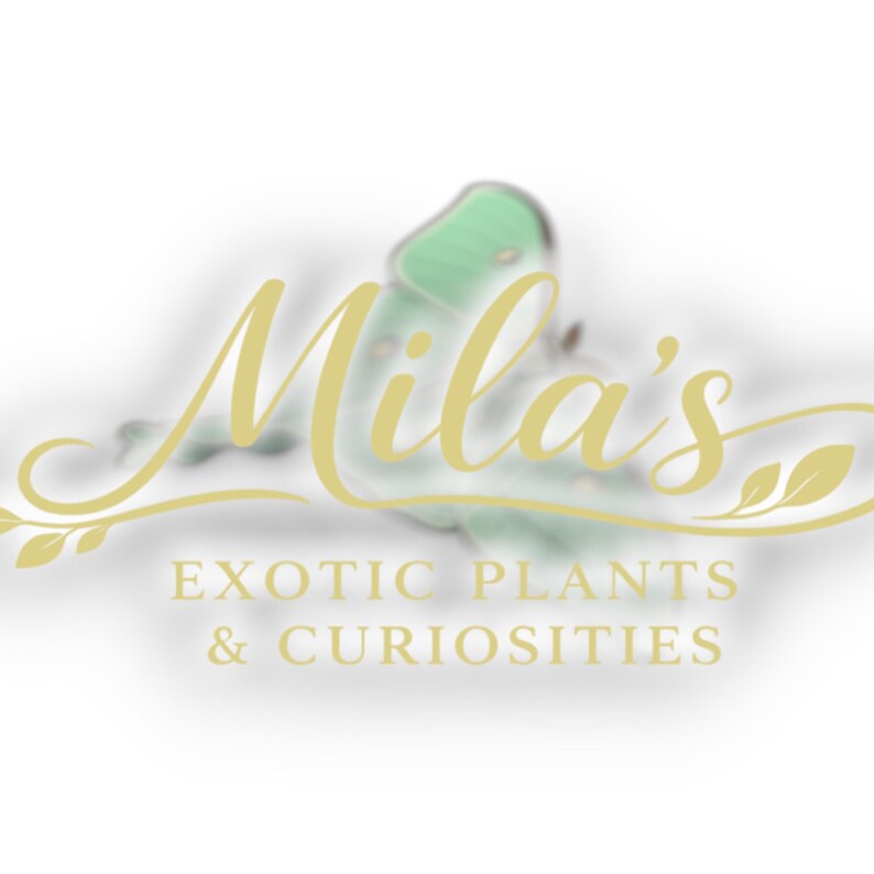 May include: A logo for "Mila's Exotic Plants & Curiosities" features elegant gold script and text. A blurred green butterfly shape is in the background. The text is in a serif font, with a decorative flourish.