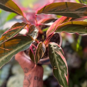 May include: A Stromanthe Triostar plant featuring elongated, lance-shaped leaves with a variegated pattern of deep green, cream, and vibrant pink. The undersides of the leaves and the stems display a rich magenta hue, growing from a round pot.
