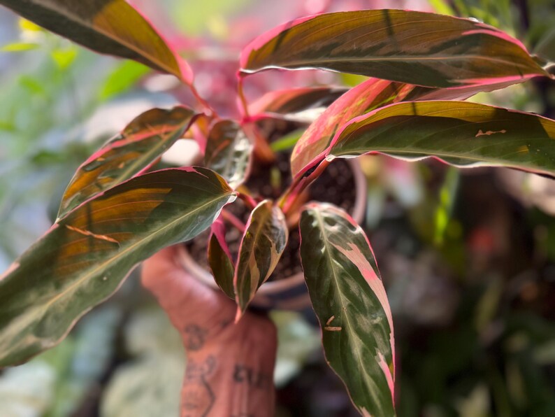 May include: A Stromanthe Triostar plant featuring elongated, lance-shaped leaves with a variegated pattern of deep green, cream, and vibrant pink. The undersides of the leaves and the stems display a rich magenta hue, growing from a round pot.