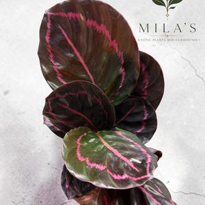 May include: A Calathea plant with dark, glossy, oval-shaped leaves featuring prominent magenta-pink veins and edges. The plant is positioned below a logo that reads MILA'S EXOTIC PLANTS AND CURIOSITIES with a crescent moon and leaf graphic.