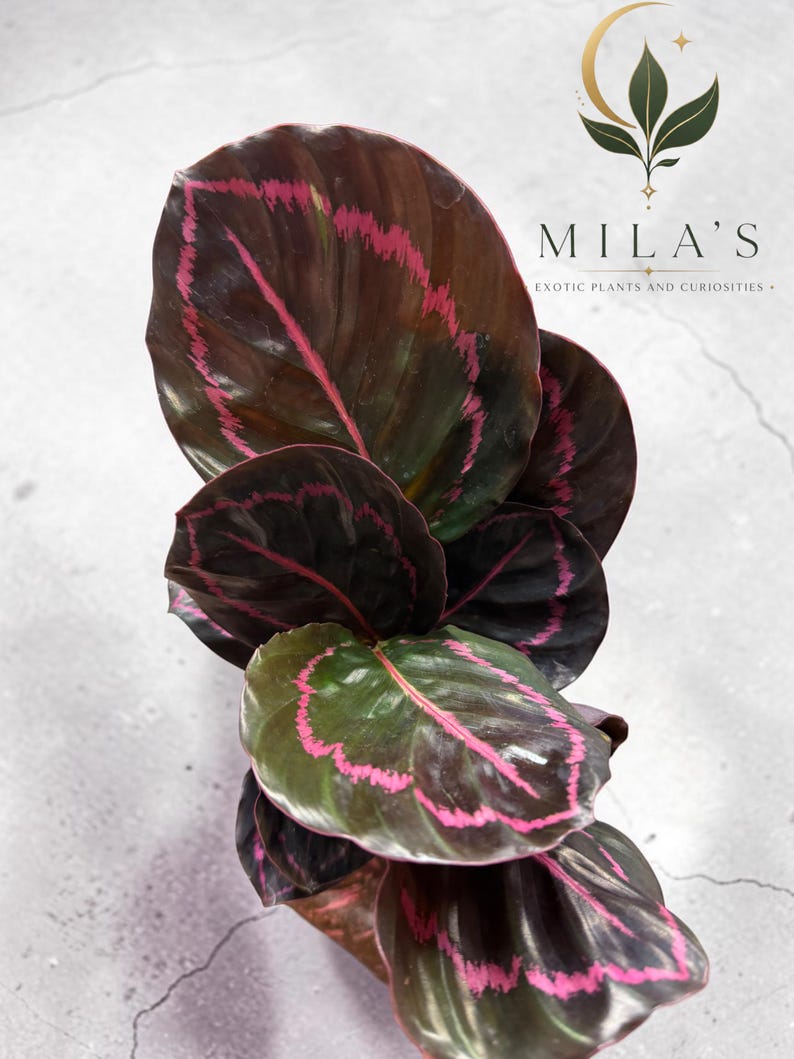 May include: A Calathea plant with dark, glossy, oval-shaped leaves featuring prominent magenta-pink veins and edges. The plant is positioned below a logo that reads MILA'S EXOTIC PLANTS AND CURIOSITIES with a crescent moon and leaf graphic.