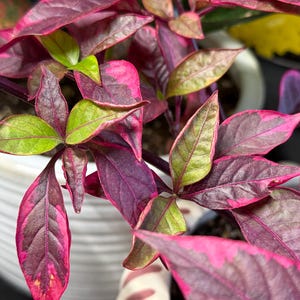 May include: A houseplant with variegated lanceolate leaves featuring a mix of deep purple, magenta, and bright lime green colors. The plant has dark purple stems and is potted in a white ribbed ceramic container with visible soil at the base.