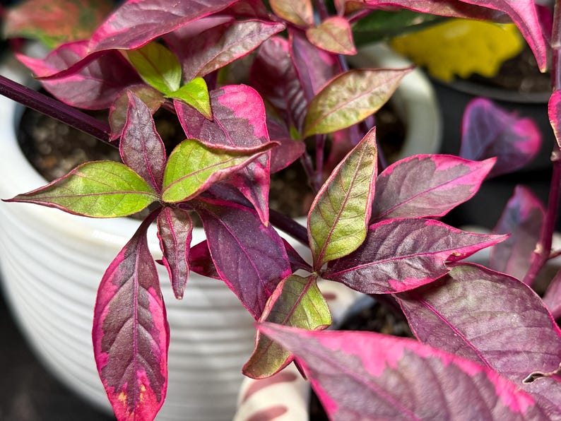 May include: A houseplant with variegated lanceolate leaves featuring a mix of deep purple, magenta, and bright lime green colors. The plant has dark purple stems and is potted in a white ribbed ceramic container with visible soil at the base.