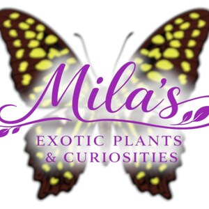 May include: A logo with a butterfly design in brown, yellow, and purple. The name "Mila's" is in a cursive font, with "EXOTIC PLANTS & CURIOSITIES" below. The logo is for a shop specializing in exotic plants and curiosities.