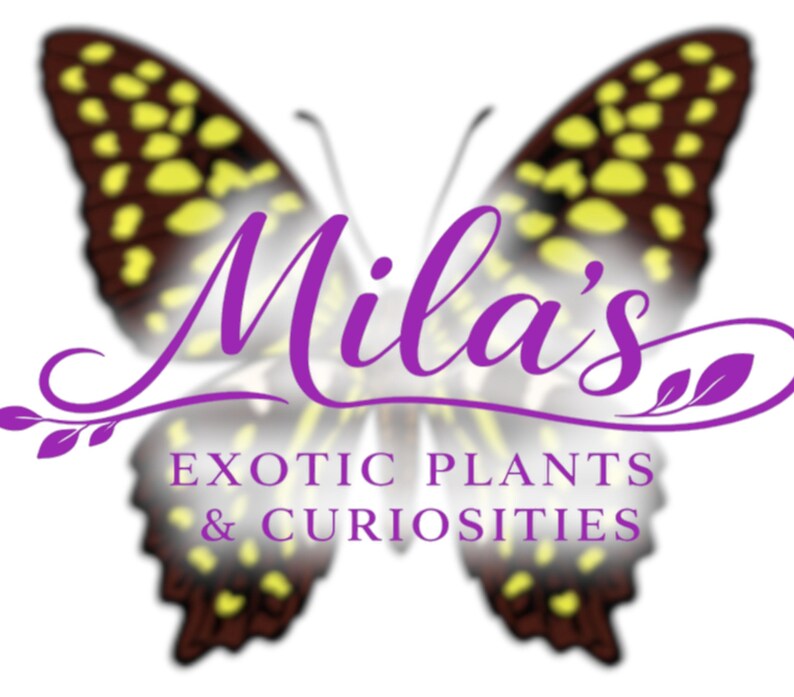 May include: A logo with a butterfly design in brown, yellow, and purple. The name "Mila's" is in a cursive font, with "EXOTIC PLANTS & CURIOSITIES" below. The logo is for a shop specializing in exotic plants and curiosities.